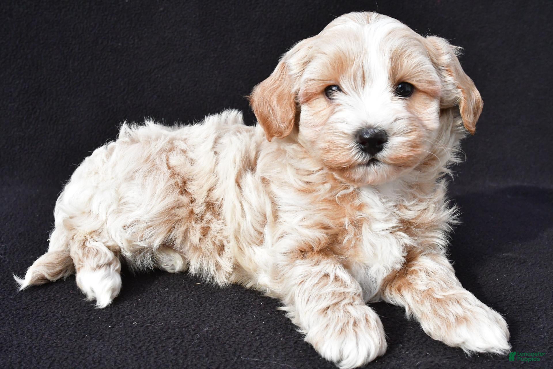 Maltipoo dogs for sale: Griffin - Ad 1