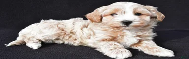 Griffin