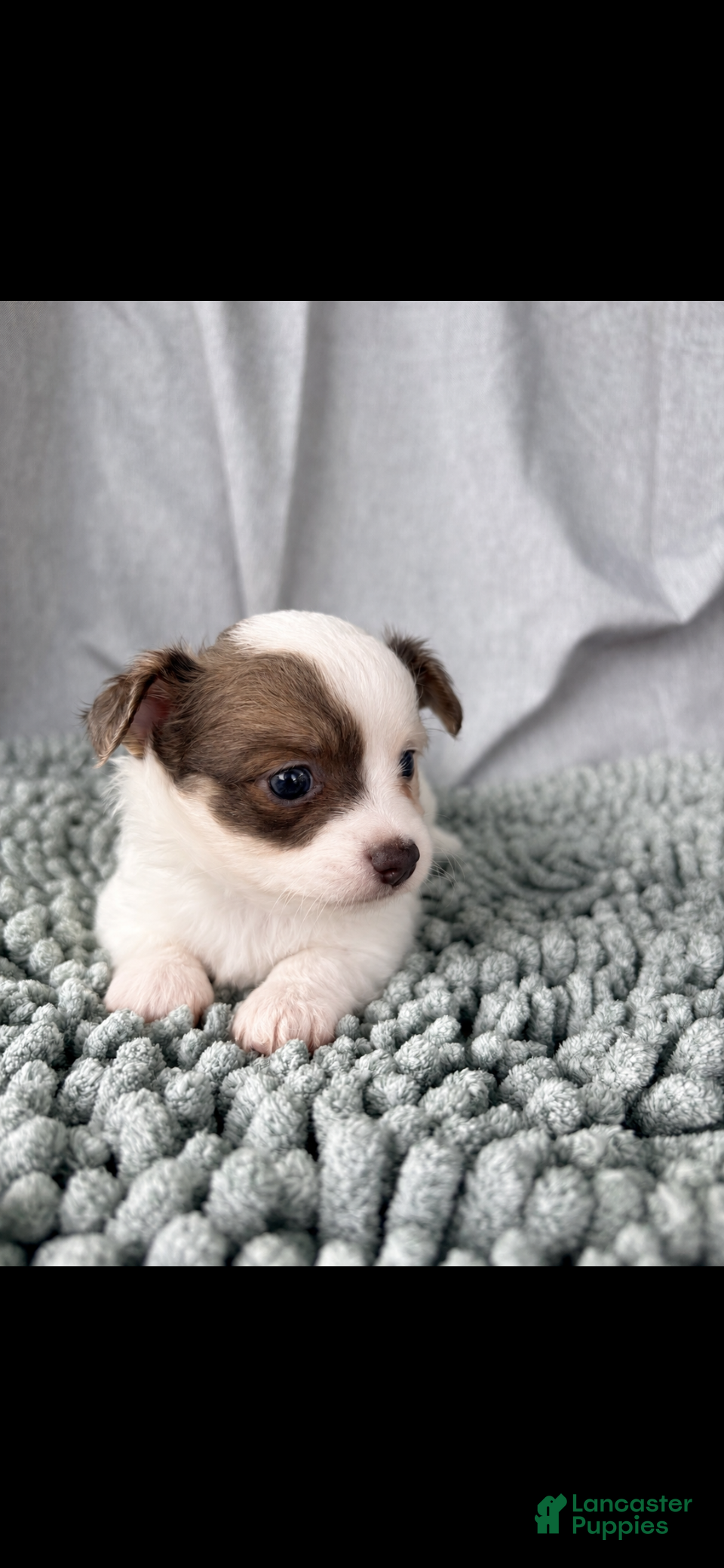Chihuahua dogs Blue sable and white  - Ad 2