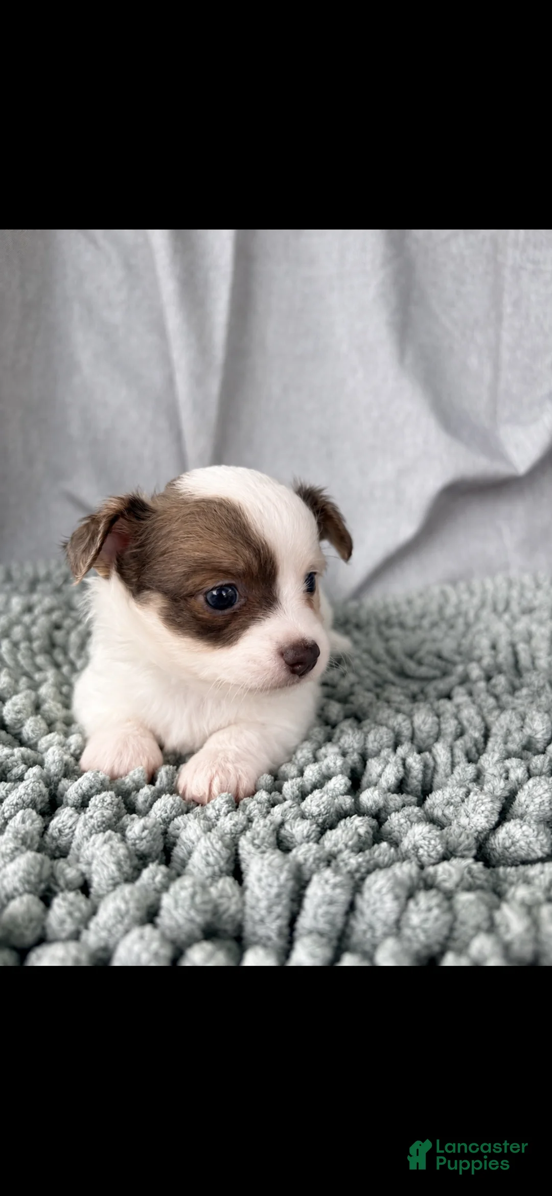 Chihuahua dogs for sale: Blue sable and white  - Ad 2