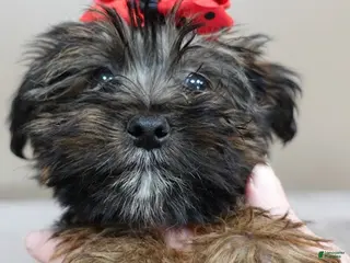 Yorkshire Terrier dogs TINY black face Bali 2 lbs 11 ozs - Ad 5