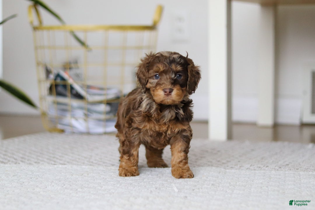 Cockapoo dogs for sale: Angela - Ad 6