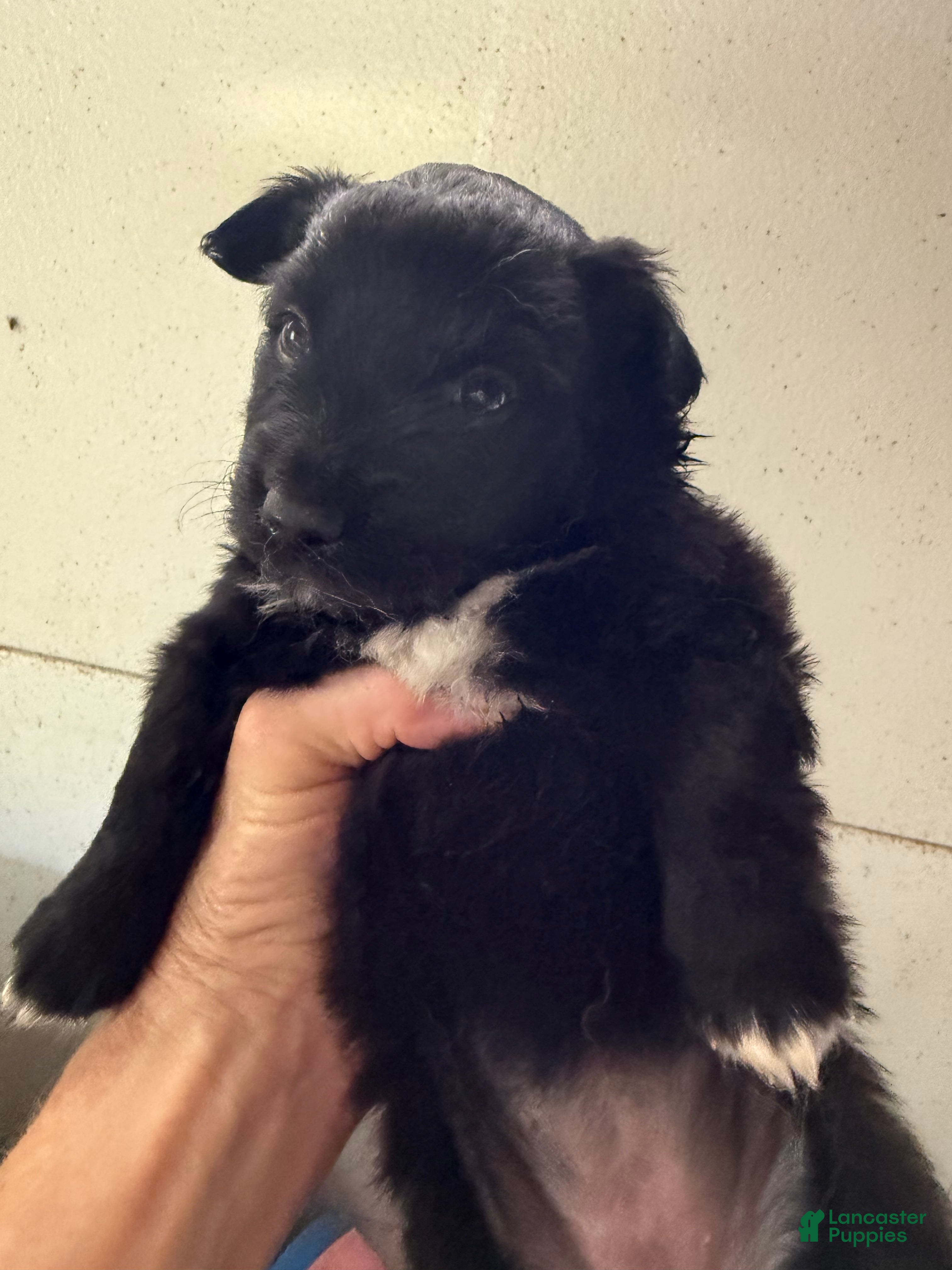 Mixed Breed dogs Carrie - Ad 33