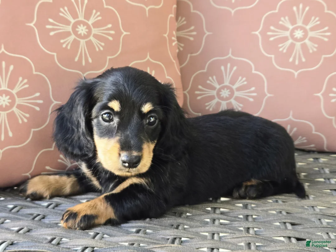 Dachshund dogs for sale: Crystal  - Ad 2
