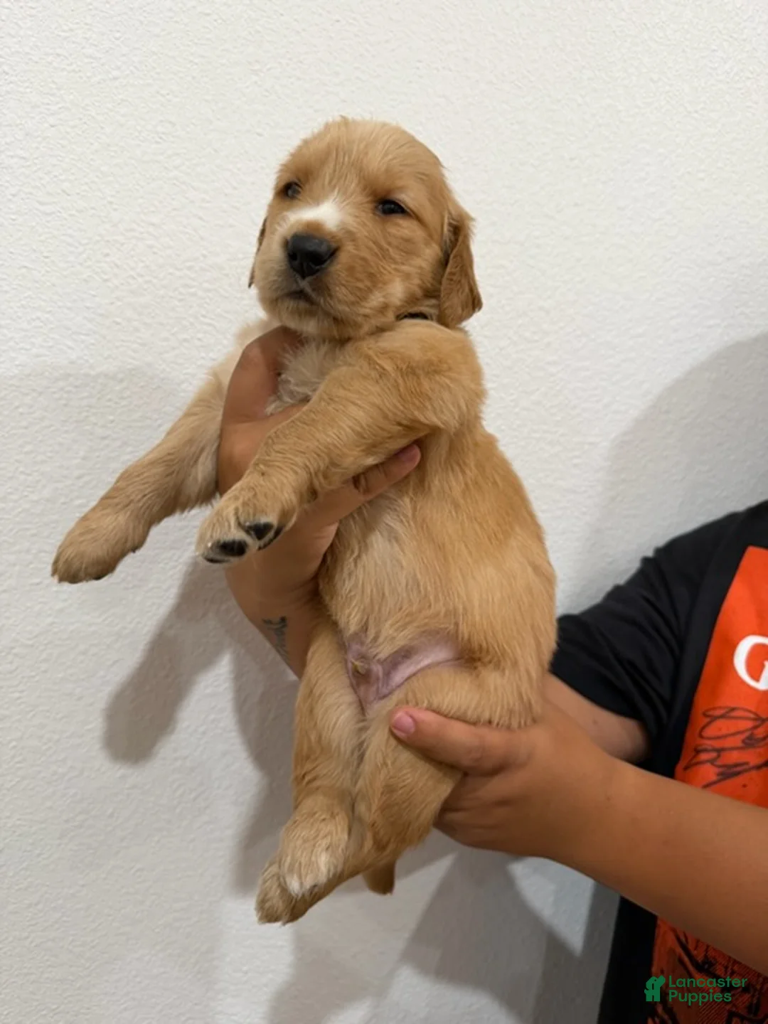 Golden Retriever dogs for sale: Grey Boy - Ad 1