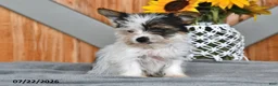 Mixed Breed dogs for sale: Rover - Ad 5