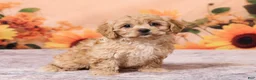 Cavachon dogs for sale: Macey - Ad 3