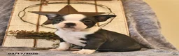 Boston Terrier dogs for sale: Dunkin  - Ad 4