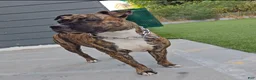 Mixed Breed dogs for sale: Mixed Breed 6 - Ad 2