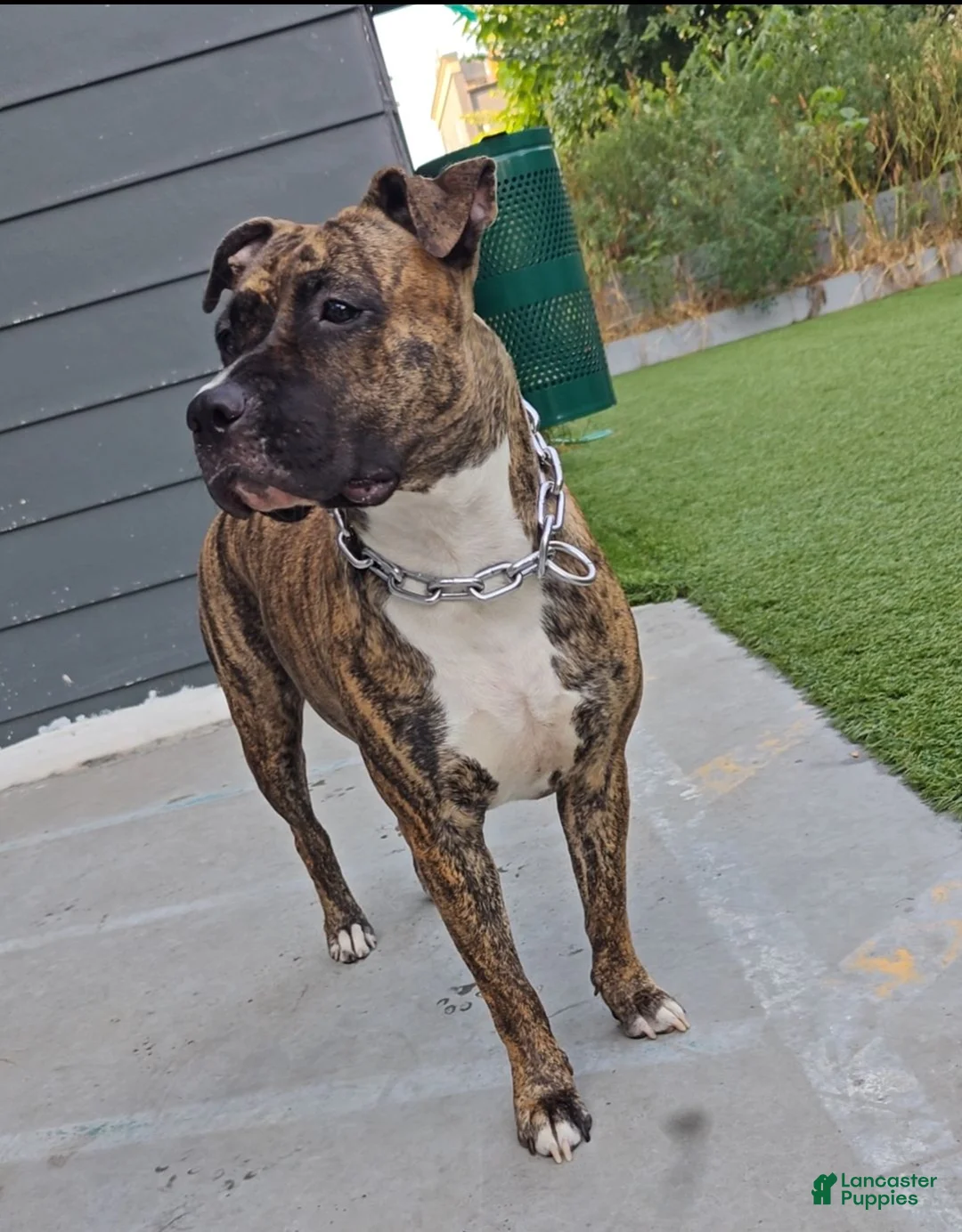 Mixed Breed dogs for sale: Mixed Breed 6 - Ad 2