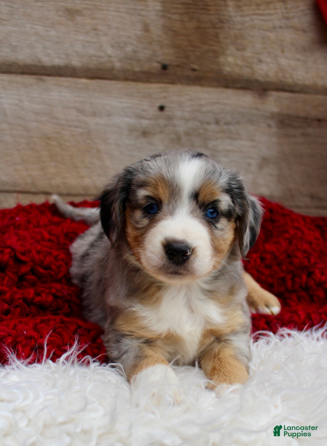 Miniature Australian Shepherd dogs for sale: Kaylee  - Ad 6