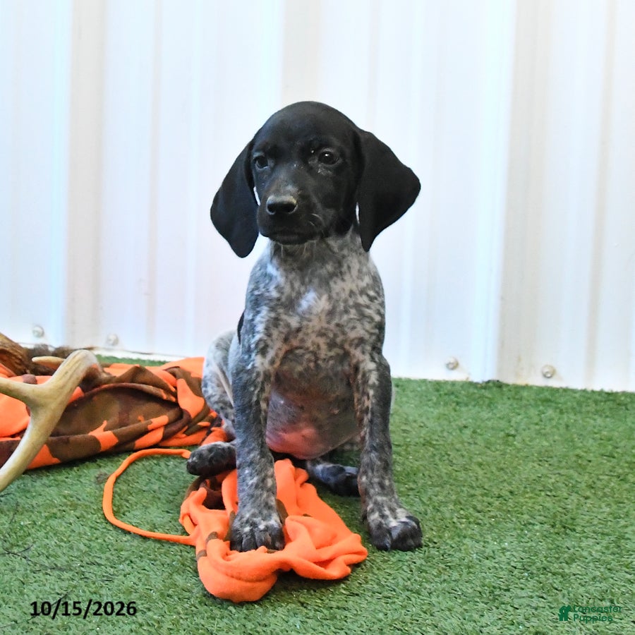 German Shorthaired Pointer dogs Leslie - Ad 2