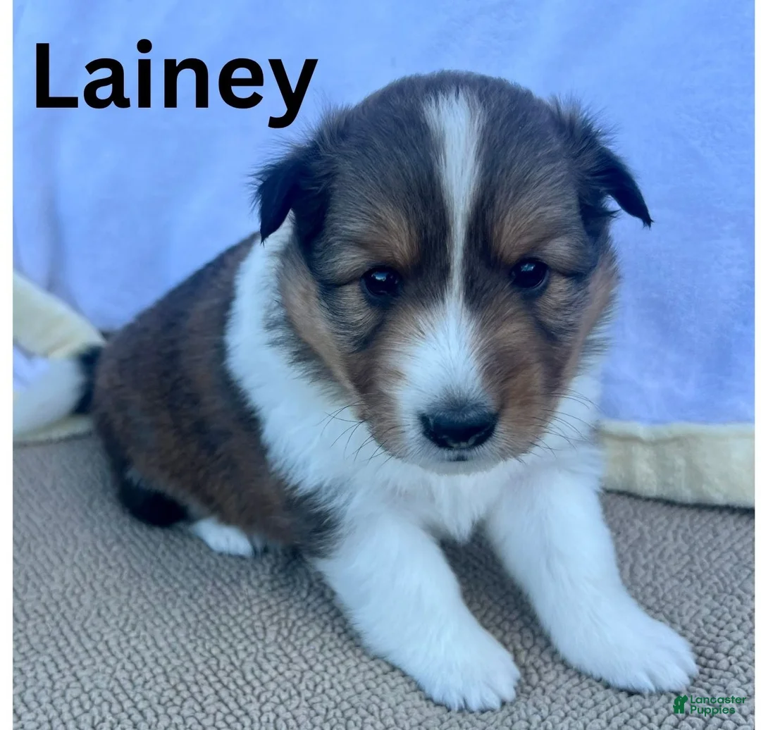 Shetland Sheepdog dogs for sale: Lainey - Ad 2