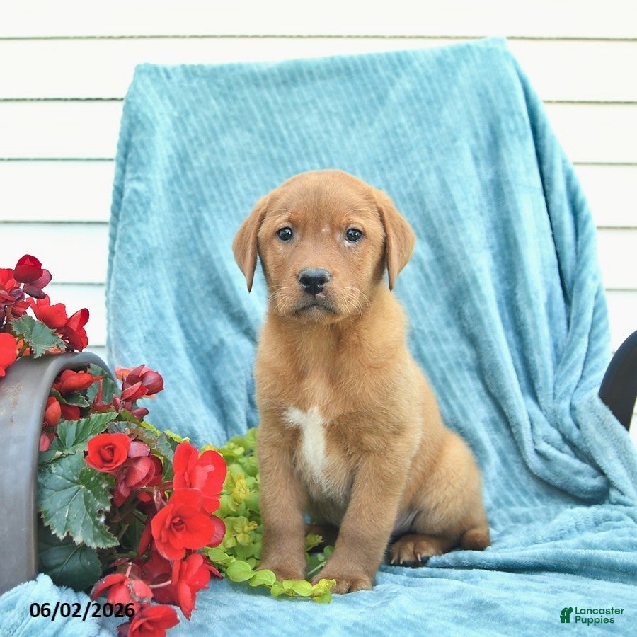 Labrador Retriever dogs for sale: Milo  - Ad 5