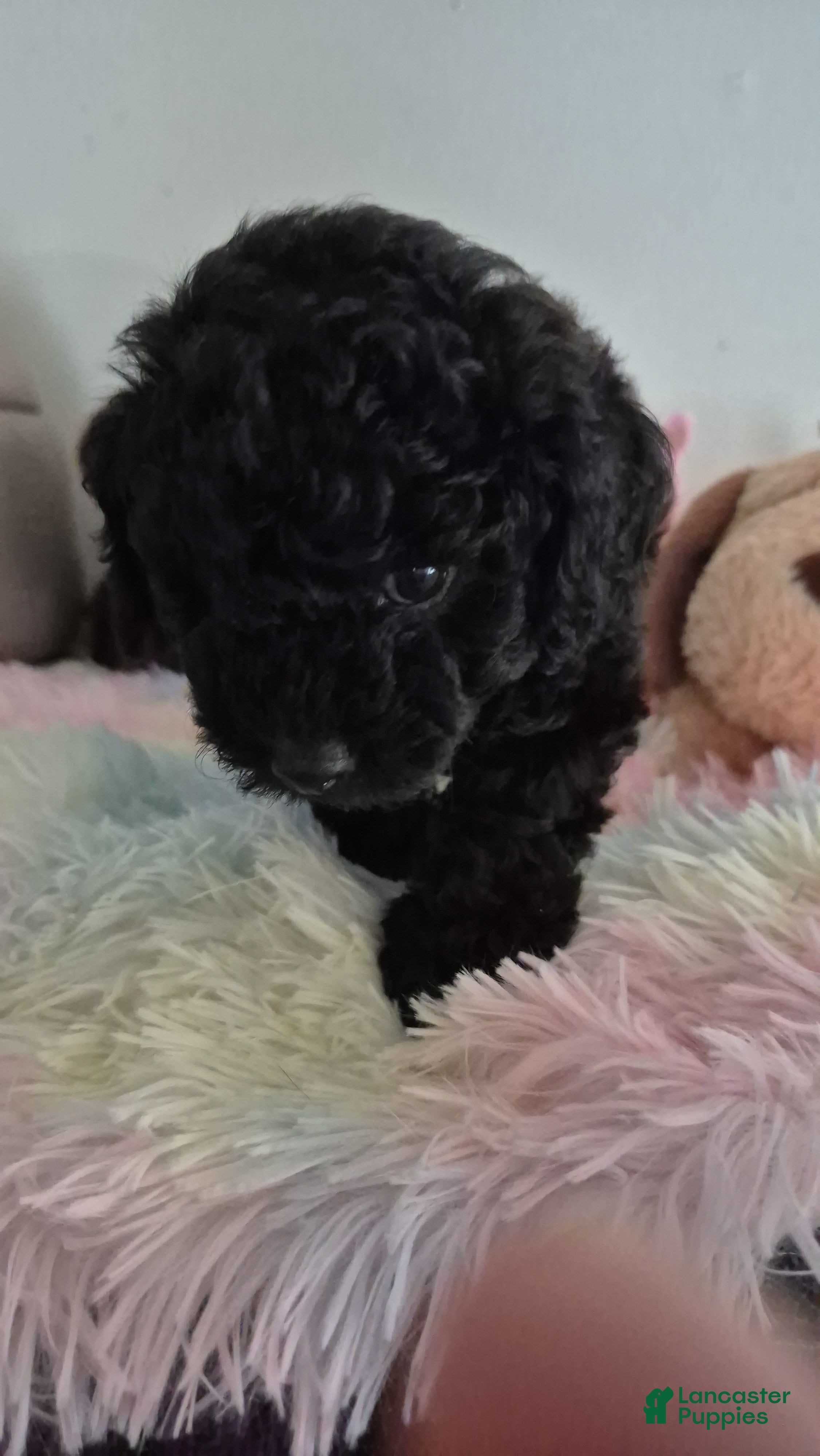 Toy Poodle dogs Toy Poodle Puppy 2 - Ad 1