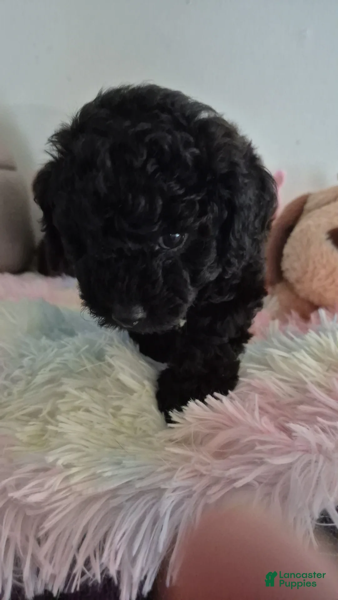 Toy Poodle dogs for sale: Toy Poodle Puppy 2 - Ad 1