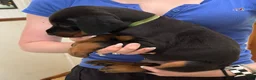 Doberman Pinscher dogs for sale: Boy 2 - Ad 2