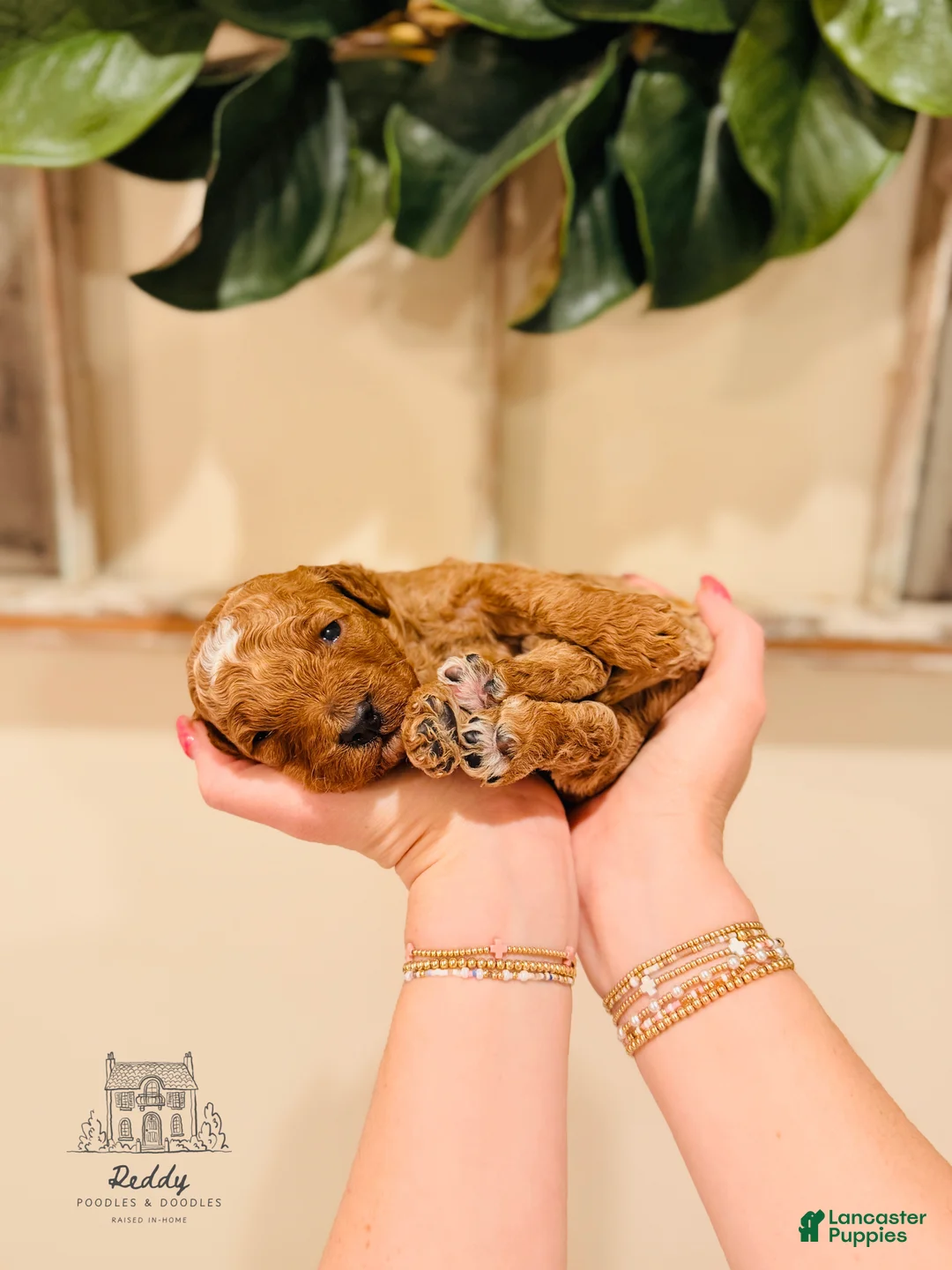 Mini Goldendoodle dogs for sale: Grove - Petite Size - Ad 1