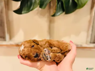 Mini Goldendoodle dogs Grove - Petite Size - Ad 38