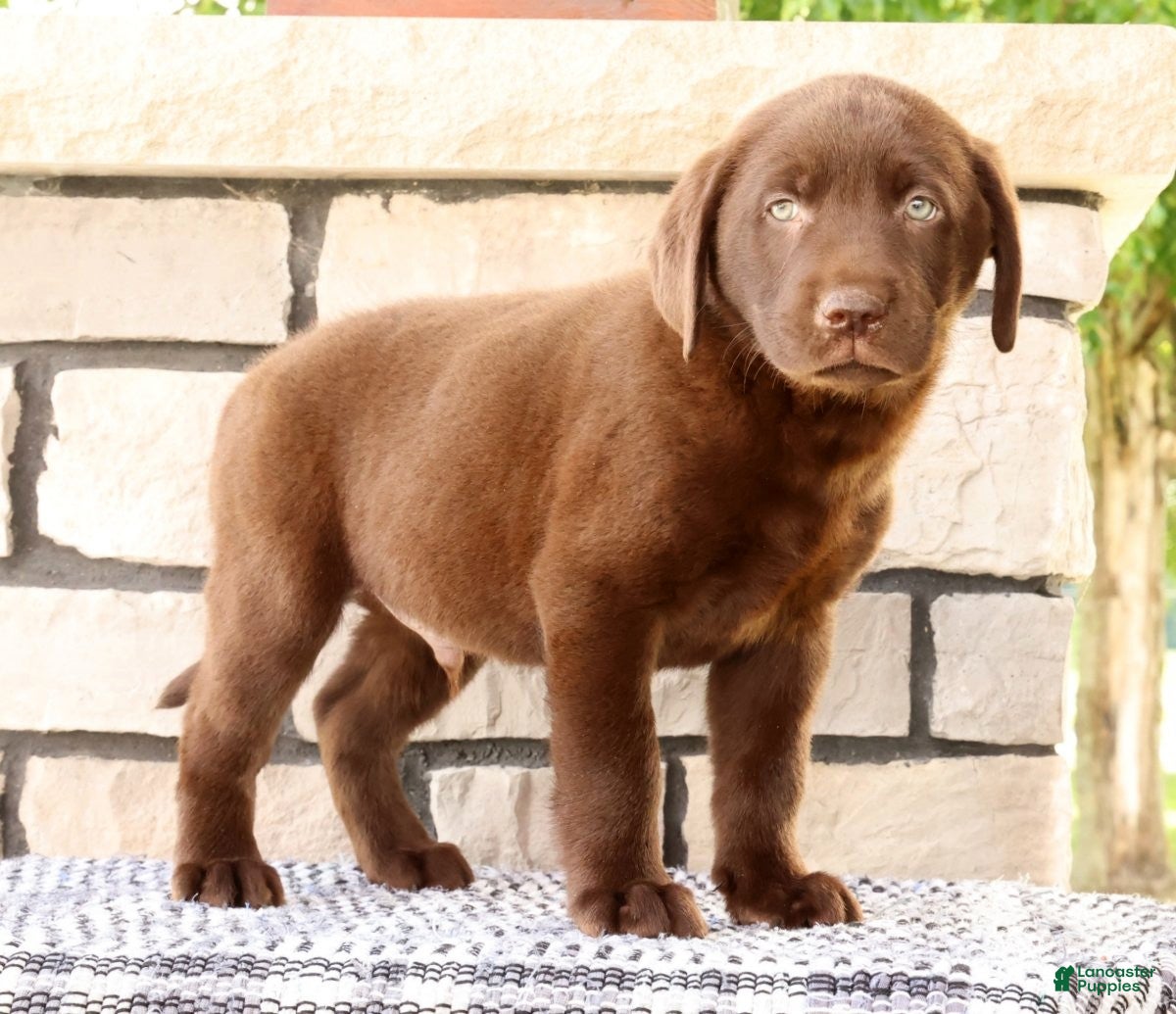 Labrador Retriever dogs Diesel - Ad 2