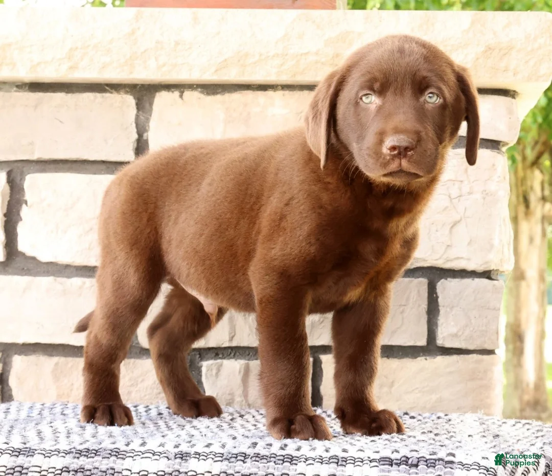 Labrador Retriever dogs for sale: Diesel - Ad 2