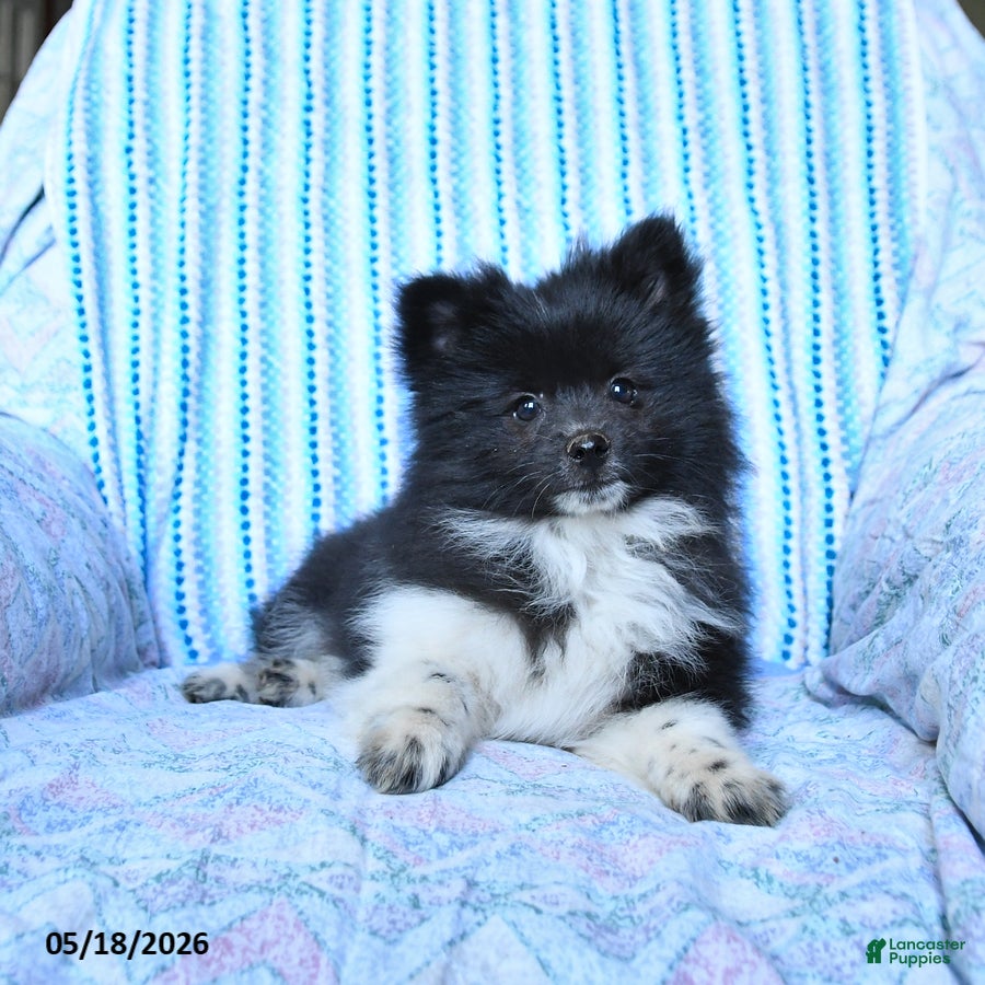 Pomsky dogs Star - Ad 2