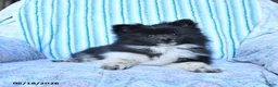 Pomsky dogs for sale: Star - Ad 2