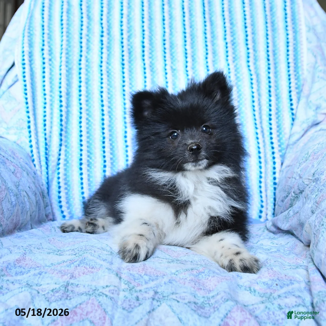 Pomsky dogs for sale: Star - Ad 2