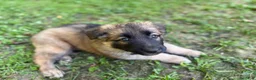 German Shepherd dogs for sale: Toes - Ad 3