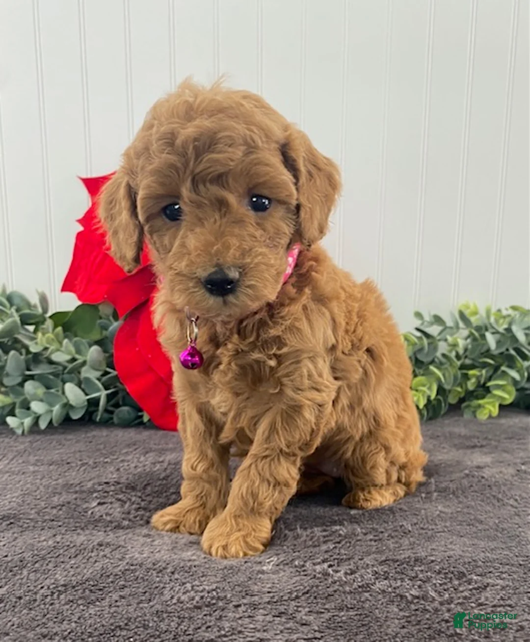 Miniature Poodle dogs for sale: Gabby - Ad 1