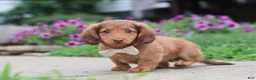 Miniature Dachshund dogs for sale: Grace - Ad 8