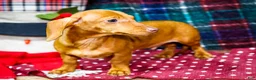Miniature Dachshund dogs for sale: Ronnie - Ad 6