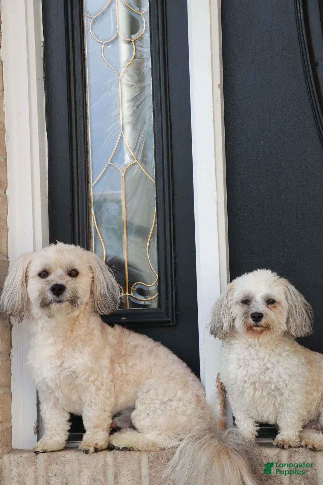 Havanese dogs for sale: Havanese 1 - Ad 10