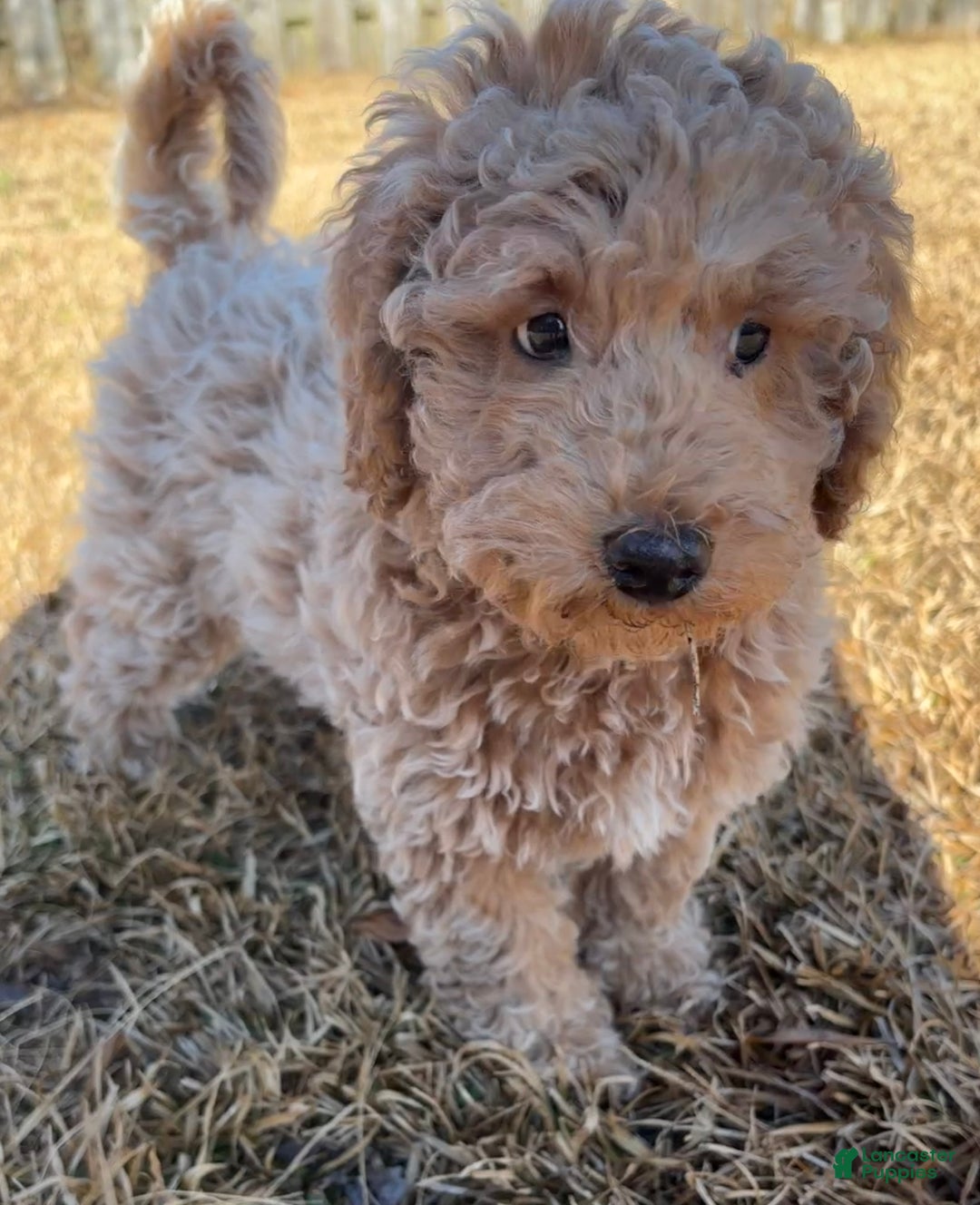 Miniature Poodle dogs for sale: Miniature Poodle Puppy 1 - Ad 2