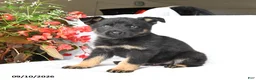 German Shepherd dogs for sale: Mack  - Ad 4