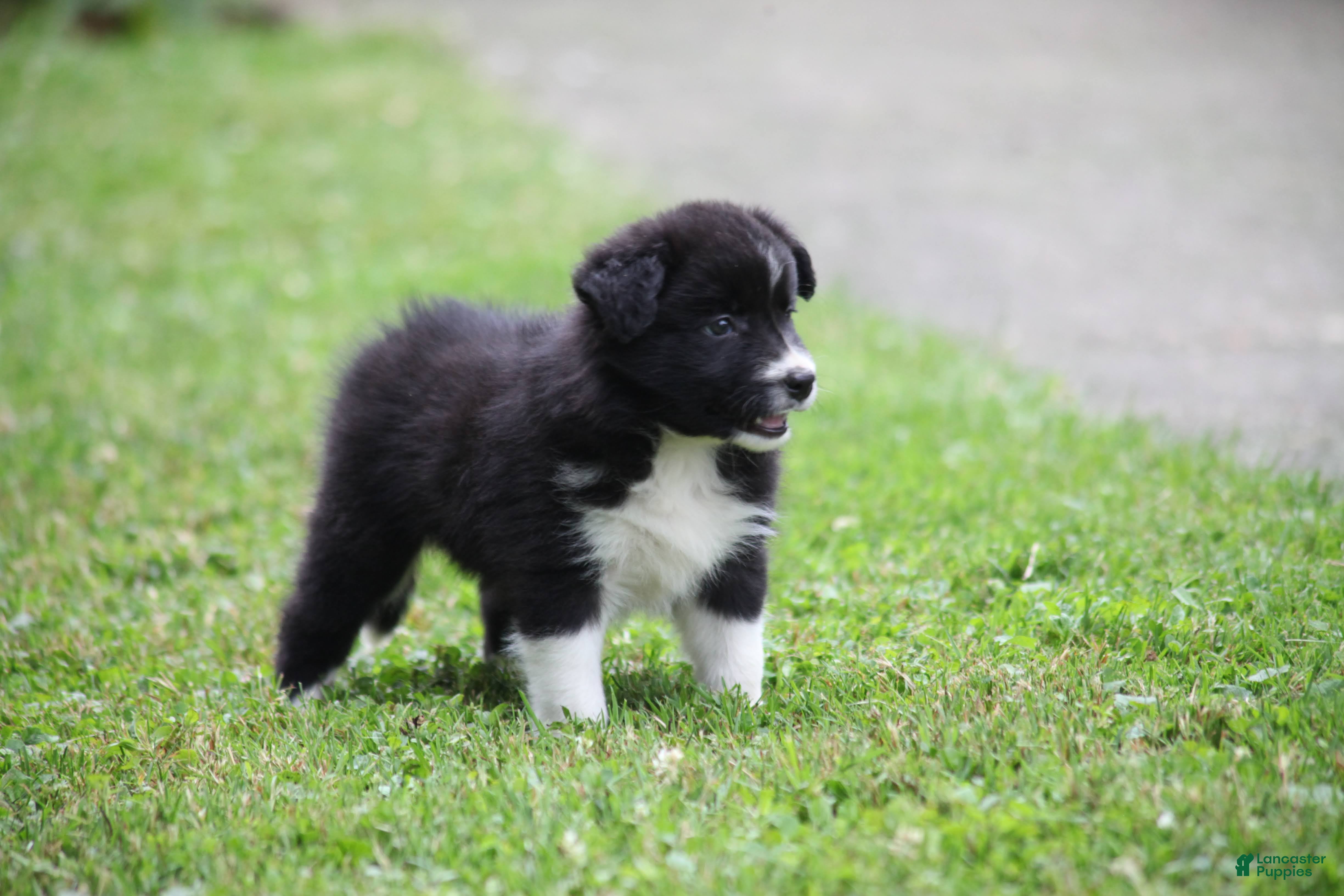 Border Collie dogs Lacey - Ad 2