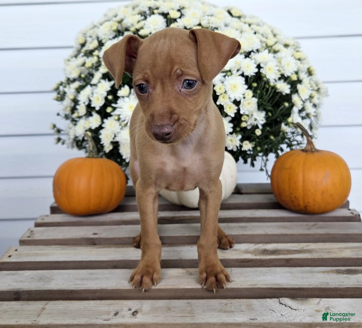 Miniature Pinscher dogs Luca - Ad 1