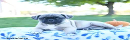 Jug dogs for sale: Autumn - Ad 2