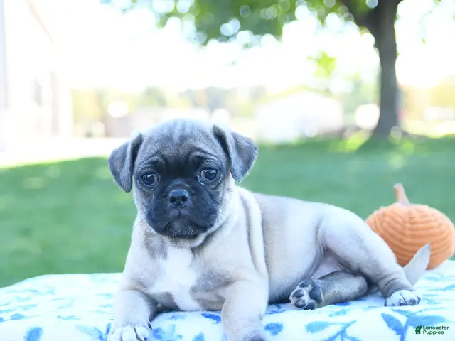 Jug dogs for sale: Autumn - Ad 2