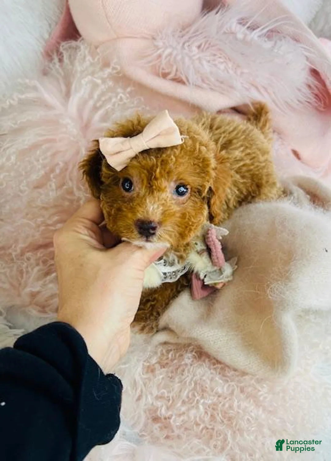 Toy Poodle dogs for sale: Toy Poodle Puppy 2 - Ad 3