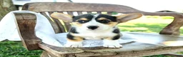 Welsh Corgi Pembroke dogs for sale: Renita - Ad 5