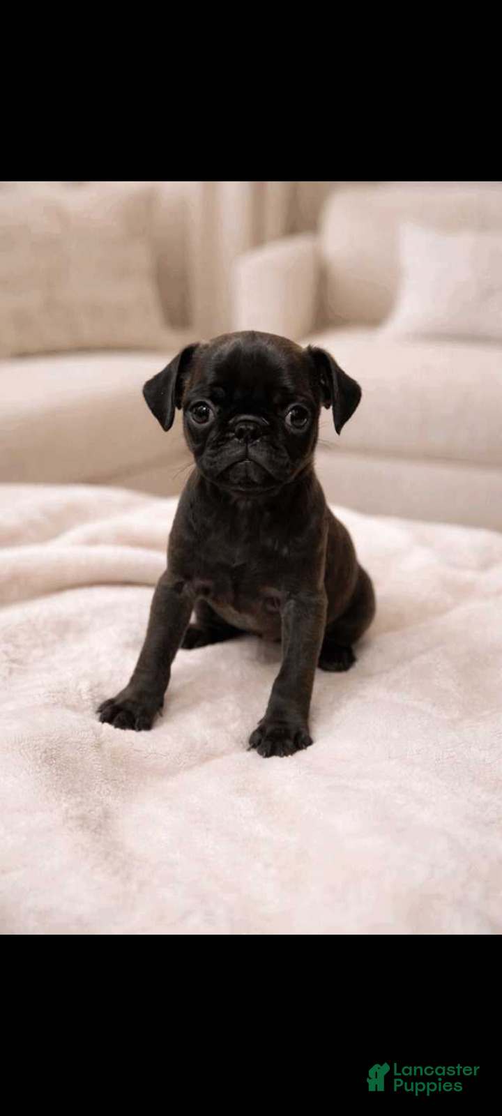Pug dogs Pug Puppy 6 - Ad 2