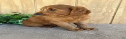 Goldendoodle dogs for sale: Gavin - Ad 23