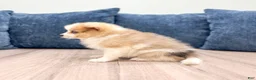 Pomeranian dogs for sale: Sandy - Ad 5