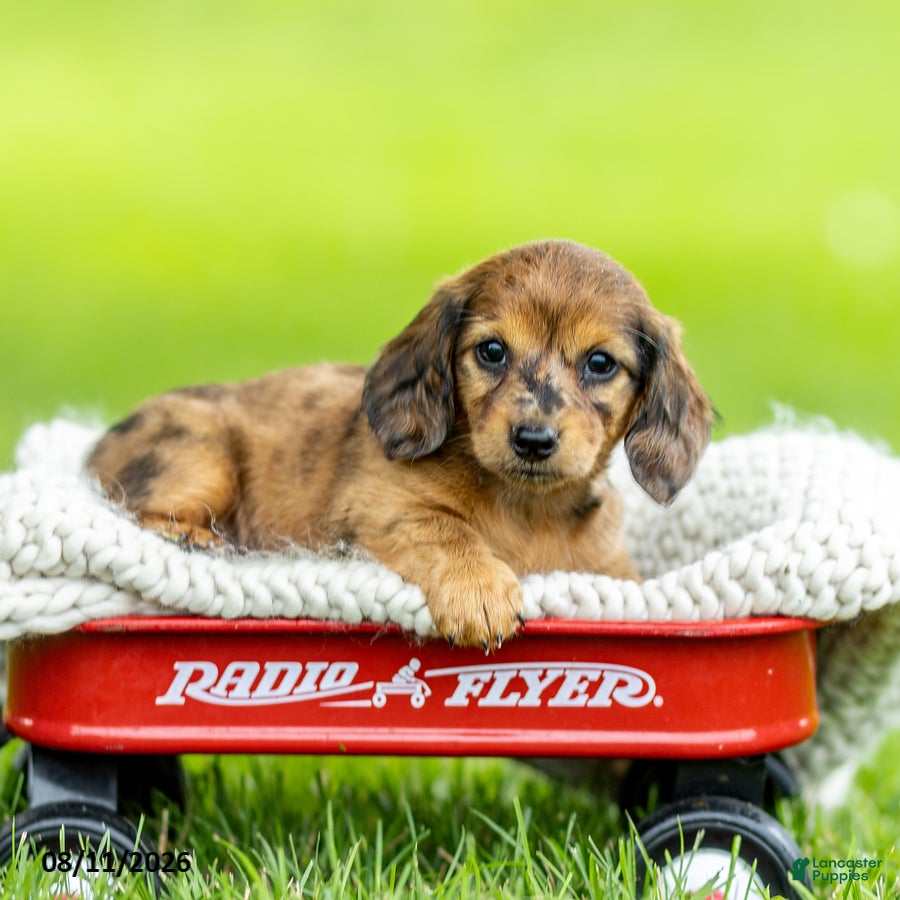 Miniature Dachshund dogs Brittany - Ad 1
