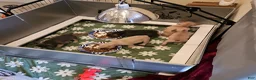 French Bulldog dogs for sale: Napoleon  - Ad 8