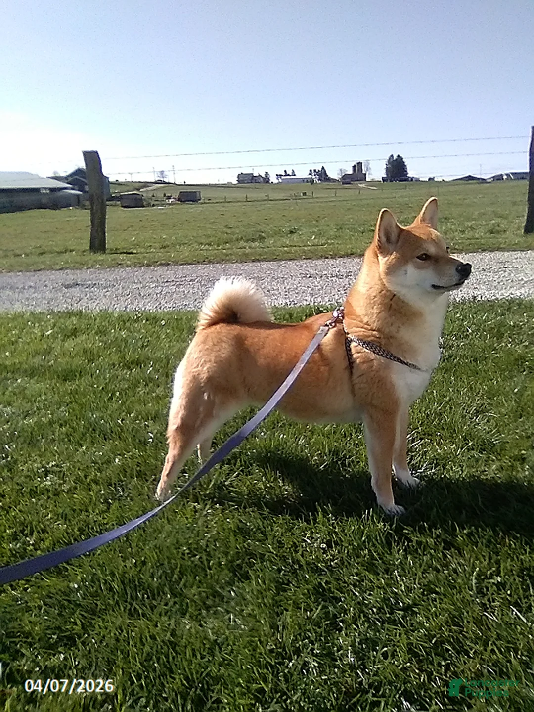 Shiba Inu dogs for sale: Goldilocks - Ad 3