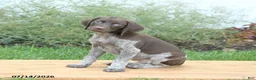 German Shorthaired Pointer dogs for sale: Crissa - Ad 4