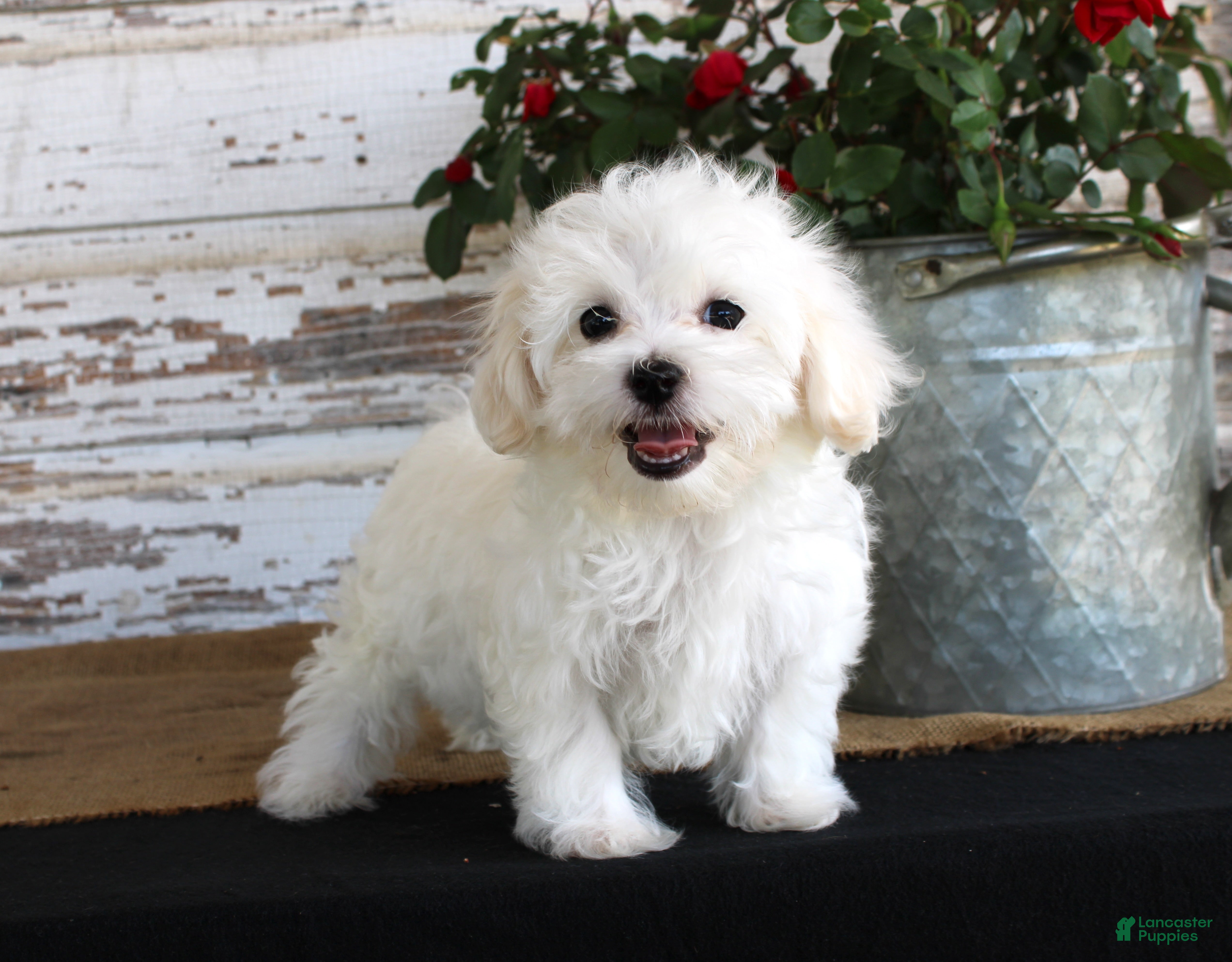 Maltese dogs Scotty - Ad 37