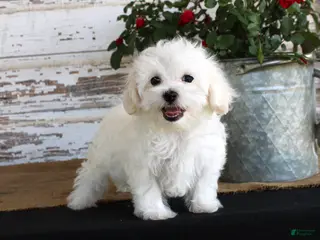 Maltese dogs Scotty - Ad 37